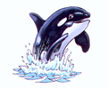 Orca Whale
